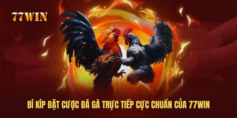 77win bật mí mẹo chơi đá gà kiếm tiền tỷ